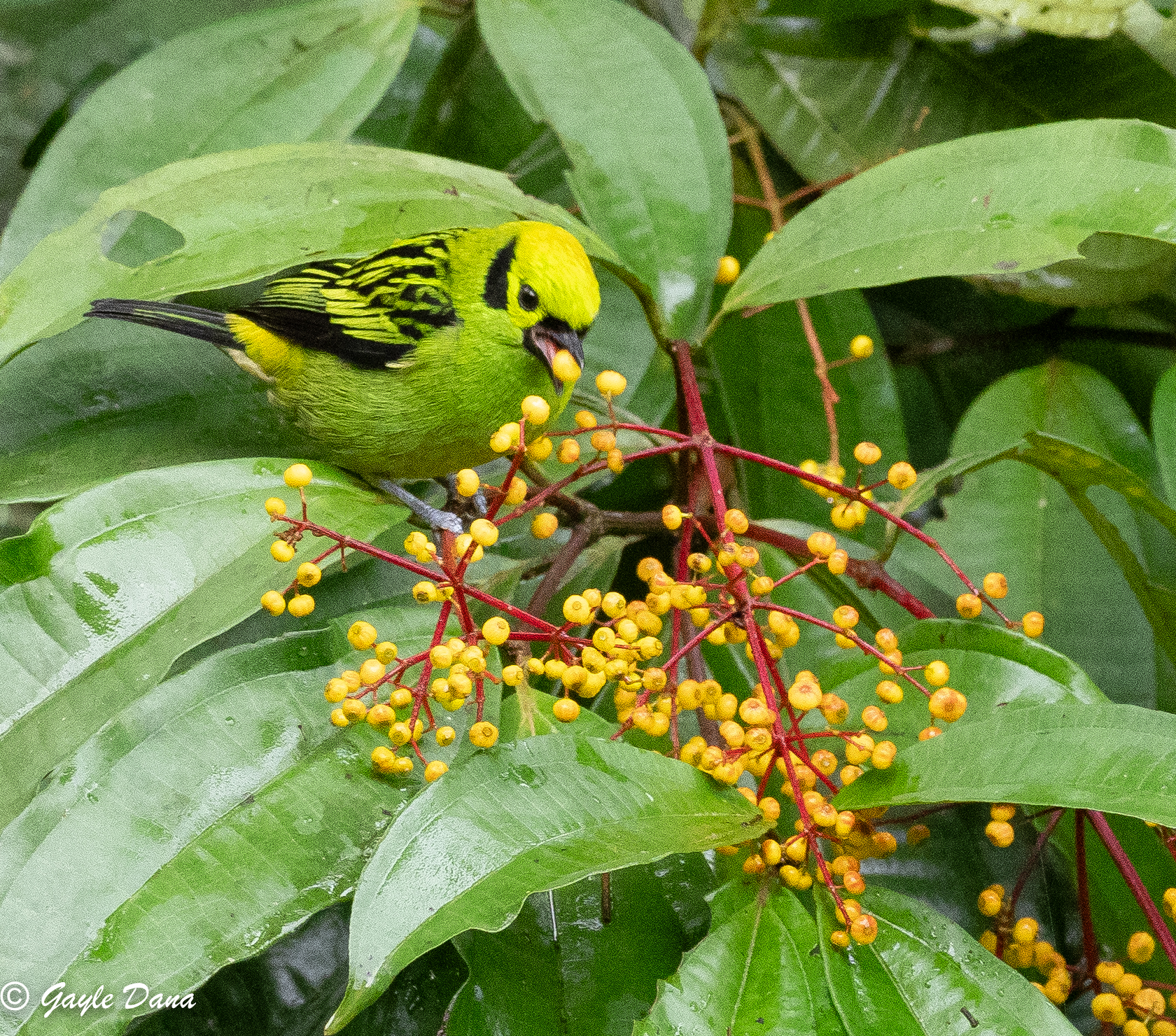 Emerald Tanager